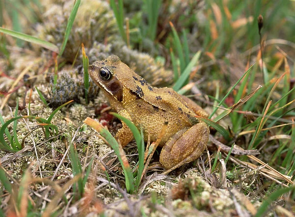 Common frog (Rana temporaria) amongst vegetation, Montiaghs Moss NNR, County Antrim