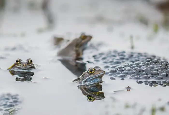Framed Print : Three Common frogs (Rana temporaria) in a garden pond surrounded by frogspawn, Wales, UK Framed Print : Three Common frogs (Rana temporaria) in a garden pond surrounded by frogspawn, Wales, UK