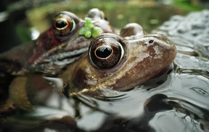 Framed Print : Common frogs (Rana temporaria) pair in amplexus among clump of frogspawn in an urban garden, Bristol, England, UK. February Framed Print : Common frogs (Rana temporaria) pair in amplexus among clump of frogspawn in an urban garden, Bristol, England, UK. February