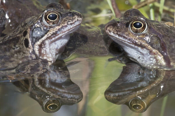 Common frogs (Rana temporaria) reflected in water, Brasschaat, Belgium. March