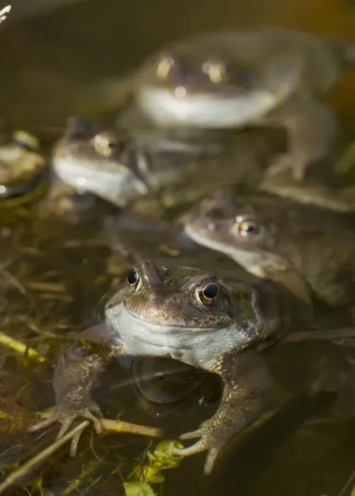 Framed Print : Common frogs (Rana temporaria) spawning in garden pond, Warwickshire, England, UK, March Framed Print : Common frogs (Rana temporaria) spawning in garden pond, Warwickshire, England, UK, March