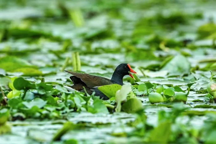 Framed Print : Common gallinule (Gallinula galeata) swimming among mass of Water lilies on a canal, Xochimilco, Mexico City, Mexico Framed Print : Common gallinule (Gallinula galeata) swimming among mass of Water lilies on a canal, Xochimilco, Mexico City, Mexico