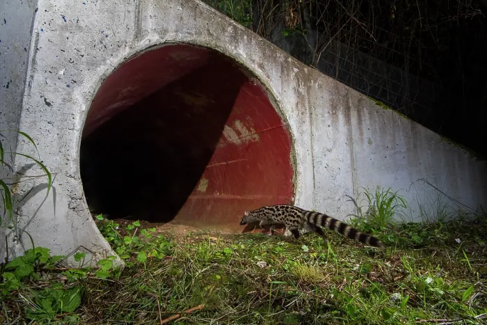 Framed Print : Common genet (Genetta genetta) entering a wildlife underpass below the A10 highway at night, Charente-Maritime, France. June. Camera trap image