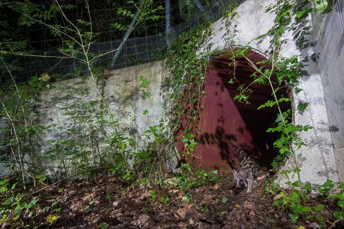 Framed Print : Common genet (Genetta genetta) exiting a wildlife underpass below the A10 highway at night, Charente-Maritime, France. May. Camera trap image Framed Print : Common genet (Genetta genetta) exiting a wildlife underpass below the A10 highway at night, Charente-Maritime, France. May. Camera trap image