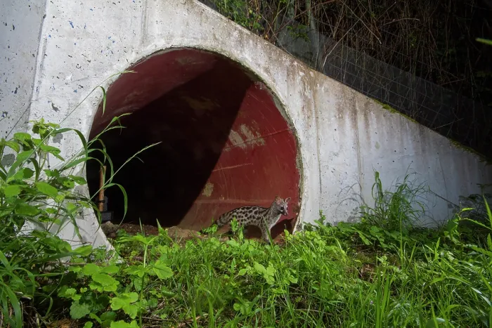 Framed Print : Common genet (Genetta genetta) exiting a wildlife underpass below the A10 highway at night, Charente-Maritime, France. June. Camera trap image Framed Print : Common genet (Genetta genetta) exiting a wildlife underpass below the A10 highway at night, Charente-Maritime, France. June. Camera trap image