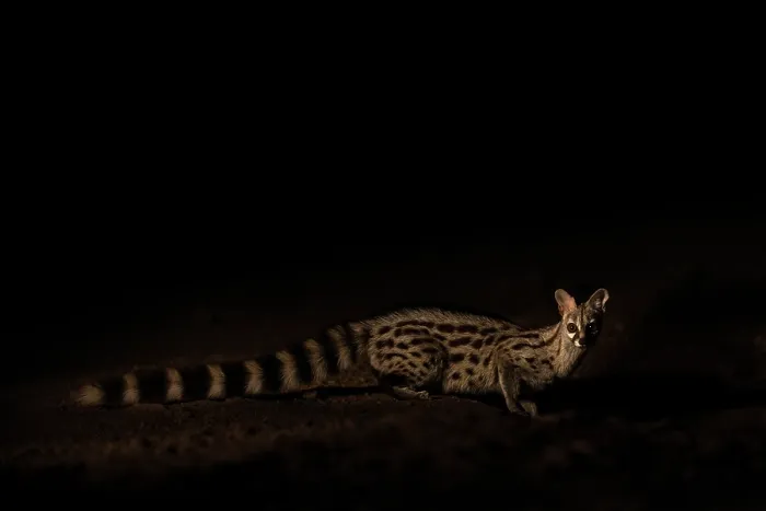 Framed Print : Common genet (Genetta genetta) at night, portrait, Shompole, Kenya Framed Print : Common genet (Genetta genetta) at night, portrait, Shompole, Kenya