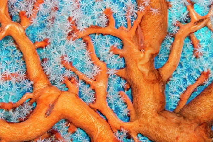 Framed Print : Three Common ghostgobies (Pleurosicya mossambica) camouflaged on a Gorgonian sea fan (Euplexaura sp.), Lembah Strait, Molucca Sea, North Sulawesi Framed Print : Three Common ghostgobies (Pleurosicya mossambica) camouflaged on a Gorgonian sea fan (Euplexaura sp.), Lembah Strait, Molucca Sea, North Sulawesi