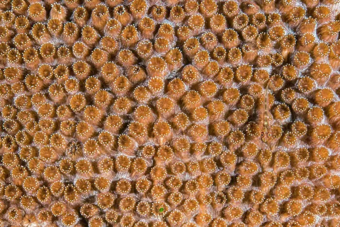 Framed Print : Common ghostgoby (Pleurosicya mossambica) camouflaged on a hard coral colony (Plesiastrea sp. ), Ambon Bay, Maluku Archipelago, Indonesia. Banda Sea Framed Print : Common ghostgoby (Pleurosicya mossambica) camouflaged on a hard coral colony (Plesiastrea sp. ), Ambon Bay, Maluku Archipelago, Indonesia. Banda Sea