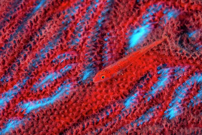 Framed Print : Common ghostgoby (Pleurosicya mossambica) camouflaged on a red Sea fan (Annella sp.) on a coral reef, Lolobau Island, New Britain, Papua New Guinea, Bismarck Sea, Pacific Ocean Framed Print : Common ghostgoby (Pleurosicya mossambica) camouflaged on a red Sea fan (Annella sp.) on a coral reef, Lolobau Island, New Britain, Papua New Guinea, Bismarck Sea, Pacific Ocean