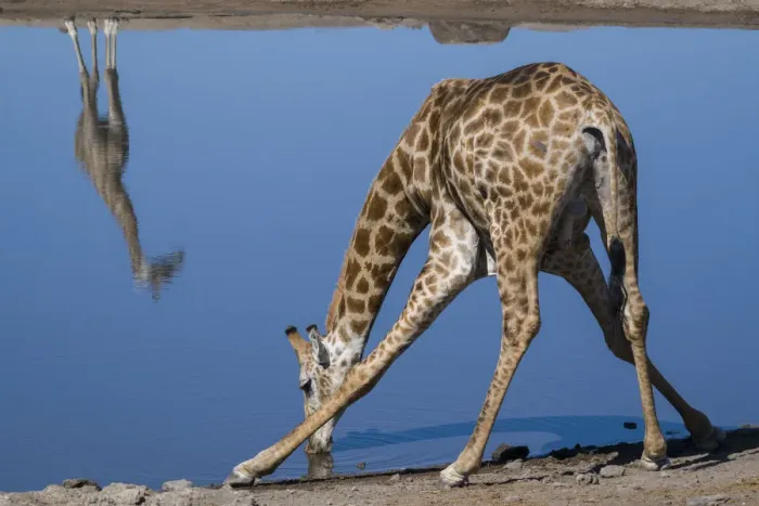 Framed Print : Common giraffe (Giraffa tippelskirchi) bending to drink at a waterhole, with another