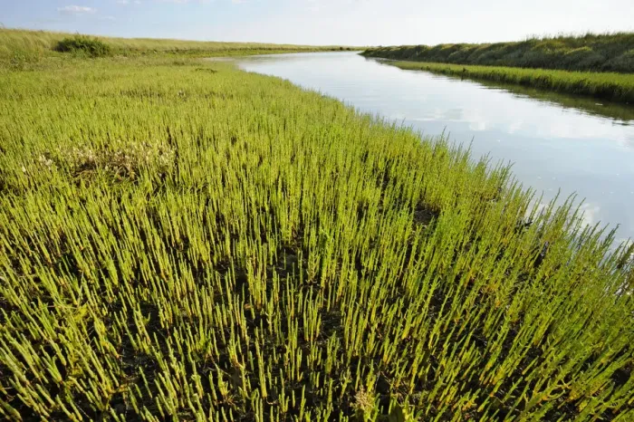 Framed Print : Common glasswort (Salicornia europaea) growing on regenerated saltmarsh habitat Framed Print : Common glasswort (Salicornia europaea) growing on regenerated saltmarsh habitat