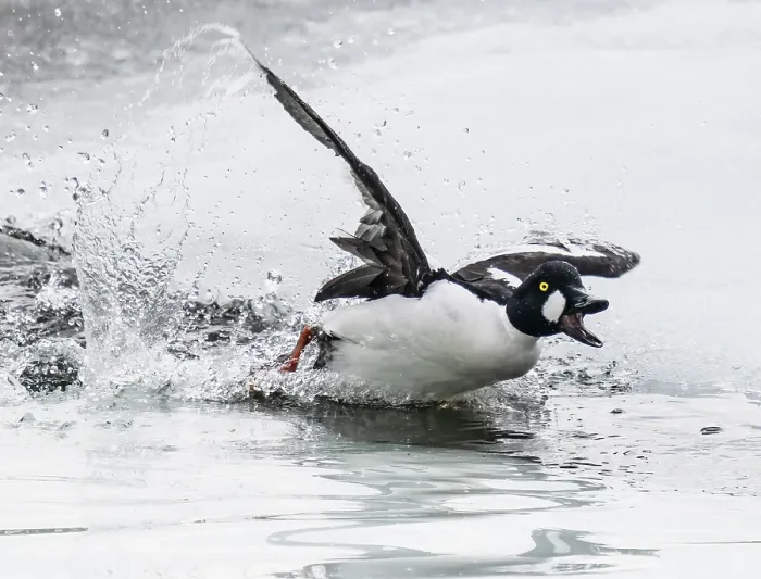 Framed Print : Common goldeneye (Bucephala clangula) male calling and chasing across a small ice melt area of a frozen lake, Porsanger Fjord, Finmark, Norway. May Framed Print : Common goldeneye (Bucephala clangula) male calling and chasing across a small ice melt area of a frozen lake, Porsanger Fjord, Finmark, Norway. May