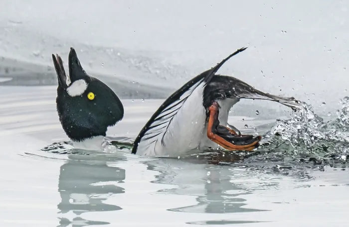 Framed Print : Common goldeneye (Bucephala clangula) male calling and displaying on a small ice melt area of a frozen lake, Porsanger Fjord, Finmark, Norway. May Framed Print : Common goldeneye (Bucephala clangula) male calling and displaying on a small ice melt area of a frozen lake, Porsanger Fjord, Finmark, Norway. May