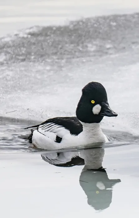 Framed Print : Common goldeneye (Bucephala clangula) male swimming across ice melt edge of lake, Porsanger Fjord, Finmark, Norway. May Framed Print : Common goldeneye (Bucephala clangula) male swimming across ice melt edge of lake, Porsanger Fjord, Finmark, Norway. May