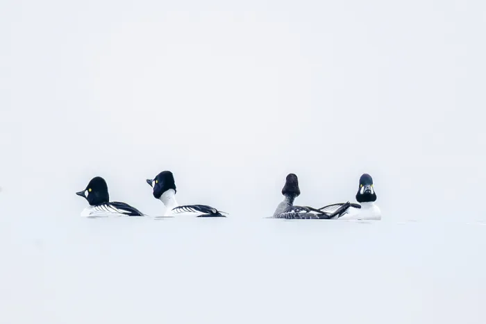 Framed Print : Four Common goldeneyes (Bucephala clangula) on water in winter, Switzerland. February