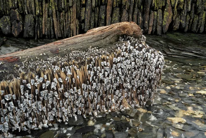 Framed Print : Common goose barnacles (Lepas anatifera) attached to large log washed in by winter storm, Boscastle, Cornwall, England, UK. December Framed Print : Common goose barnacles (Lepas anatifera) attached to large log washed in by winter storm, Boscastle, Cornwall, England, UK. December