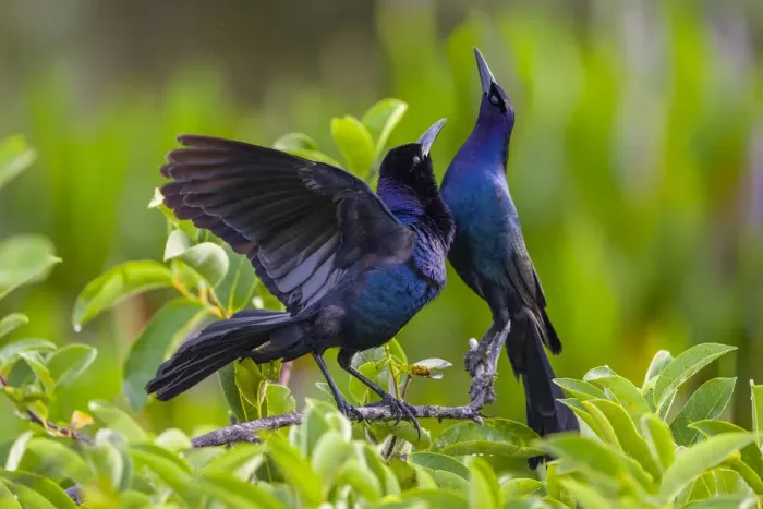 Framed Print : Common grackle pair (Quiscalus quiscula) in courtship display. Wakodahatchee Wetlands Framed Print : Common grackle pair (Quiscalus quiscula) in courtship display. Wakodahatchee Wetlands