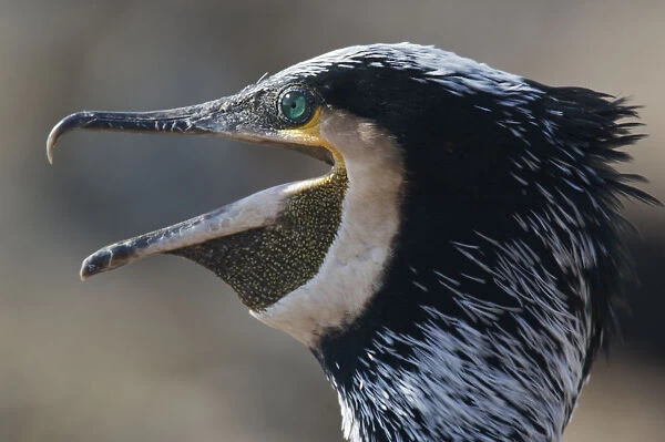 Common  /  Great cormorant (Phalacrocorax carbo sinensis) calling, Oosterdijk, Enkhuizen