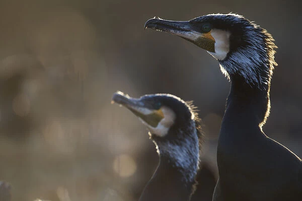 Common  /  Great cormorant (Phalacrocorax carbo sinensis) profile, Oosterdijk, Enkhuizen