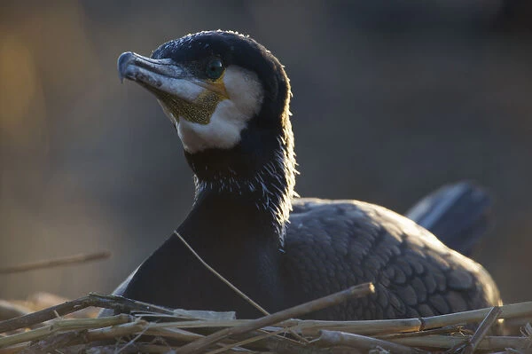 Common  /  Great cormorant (Phalacrocorax carbo sinensis) on nest, Oosterdijk, Enkhuizen