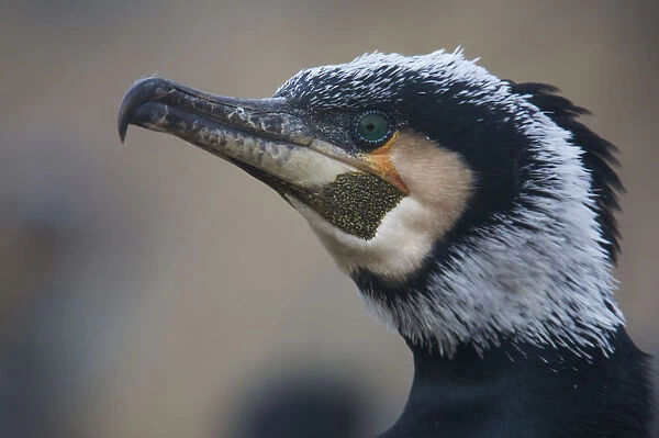 Common  /  Great cormorant (Phalacrocorax carbo sinensis) portrait, Oosterdijk, Enkhuizen