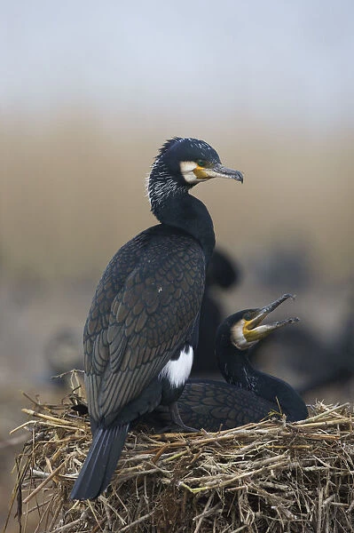 Common  /  Great cormorant (Phalacrocorax carbo sinensis) pair on nest, Oosterdijk