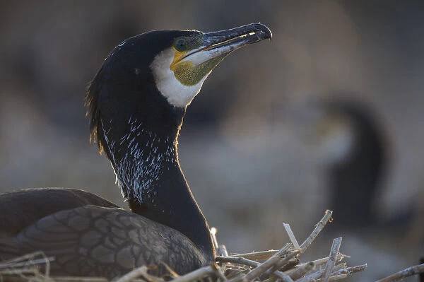 Common  /  Great cormorant (Phalacrocorax carbo sinensis) on nest, Oosterdijk, Enkhuizen