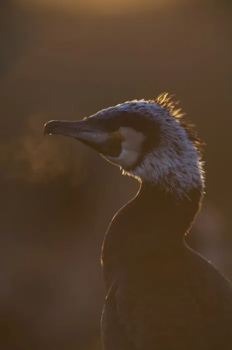 Framed Print : Common / Great cormorant (Phalacrocorax carbo sinensis) backlit with breath showing in cold air Framed Print : Common / Great cormorant (Phalacrocorax carbo sinensis) backlit with breath showing in cold air