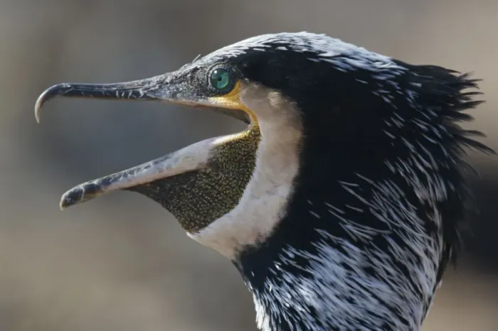Framed Print : Common  /  Great cormorant (Phalacrocorax carbo sinensis) calling, Oosterdijk, Enkhuizen