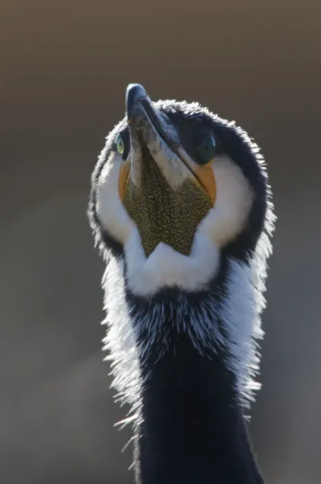 Framed Print : Common / Great cormorant (Phalacrocorax carbo sinensis) head portrait, Oosterdijk Framed Print : Common / Great cormorant (Phalacrocorax carbo sinensis) head portrait, Oosterdijk