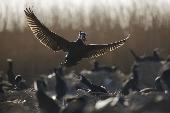 Framed Print : Common / Great cormorant (Phalacrocorax carbo sinensis) landing amongst others on nests Framed Print : Common / Great cormorant (Phalacrocorax carbo sinensis) landing amongst others on nests