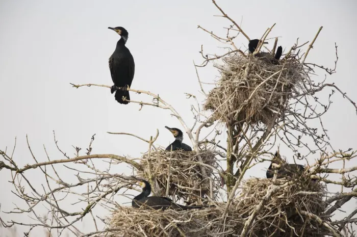 Framed Print : Common  /  Great cormorant (Phalacrocorax carbo sinensis) in nests in tree, Oosterdijk
