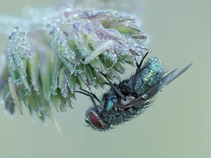 Framed Print : Common green bottle fly (Lucilia sericata) roosting at dawn covered in dew, Hertfordshire, England, UK. June. Focus stacked Framed Print : Common green bottle fly (Lucilia sericata) roosting at dawn covered in dew, Hertfordshire, England, UK. June. Focus stacked