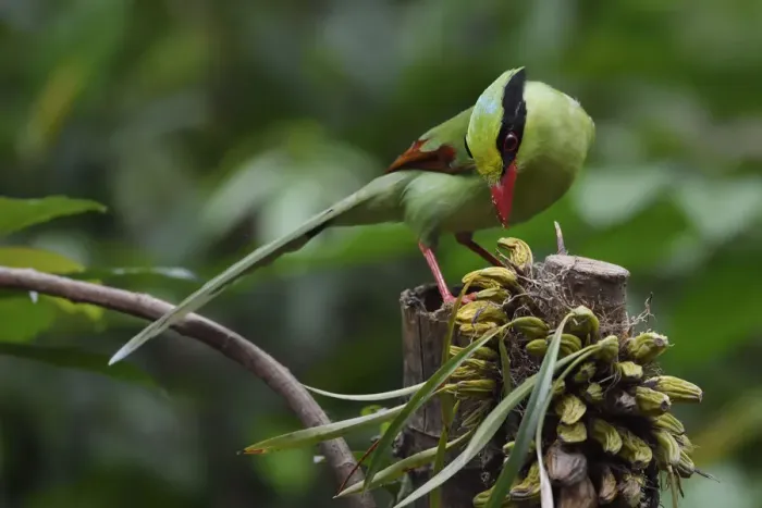 Framed Print : Common green magpie (Cissa chinensis) perched, feeding on fruit in Hong Bung He, Dehong Framed Print : Common green magpie (Cissa chinensis) perched, feeding on fruit in Hong Bung He, Dehong