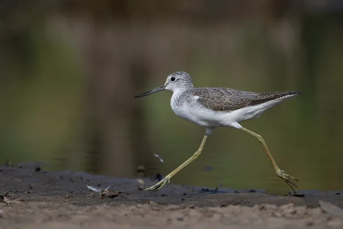 Framed Print : Common greenshank (Tringa nebularia) running at water's edge, Allahein river, The Gambia