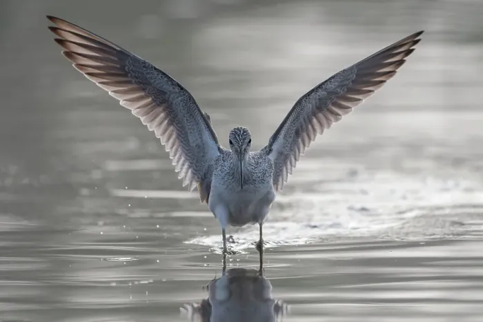 Framed Print : Common greenshank (Tringa nebularia) wading in river with wings spread, Allahein River, The Gambia Framed Print : Common greenshank (Tringa nebularia) wading in river with wings spread, Allahein River, The Gambia