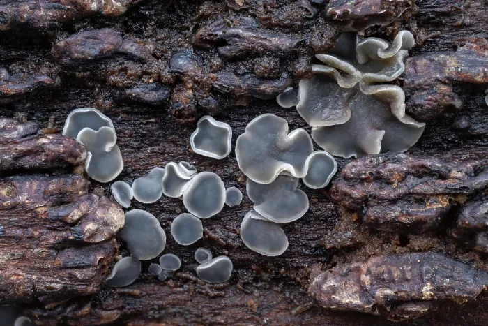 Framed Print : Common grey disco fungus (Mollisia cinerea) growing on decaying branch, Gosford Forest Park, County Armagh, Northern Ireland, UK. April Framed Print : Common grey disco fungus (Mollisia cinerea) growing on decaying branch, Gosford Forest Park, County Armagh, Northern Ireland, UK. April