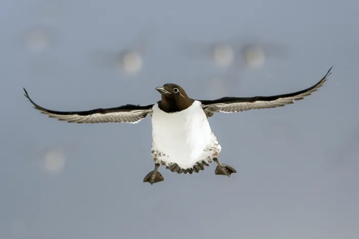 Framed Print : Common guillemot (Uria aalge) in flight. Hornoya, Varanger, Finnmark, Norway. March Framed Print : Common guillemot (Uria aalge) in flight. Hornoya, Varanger, Finnmark, Norway. March
