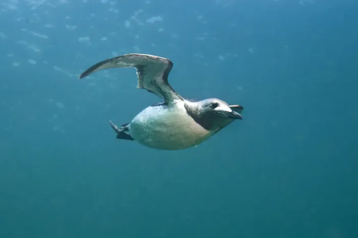 Framed Print : Common guillemot (Uria aalge) swimming underwater, Farne Islands, Northumberland, UK, July Framed Print : Common guillemot (Uria aalge) swimming underwater, Farne Islands, Northumberland, UK, July