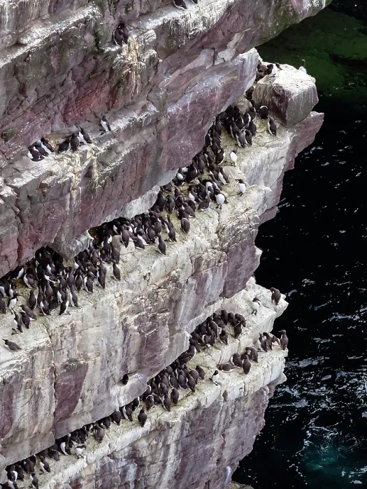 Framed Print : Common guillemots (Uria aalge) colony perched on coastal cliffs, Handa Island Nature Reserve, Sutherland, Scotland, UK. July Framed Print : Common guillemots (Uria aalge) colony perched on coastal cliffs, Handa Island Nature Reserve, Sutherland, Scotland, UK. July