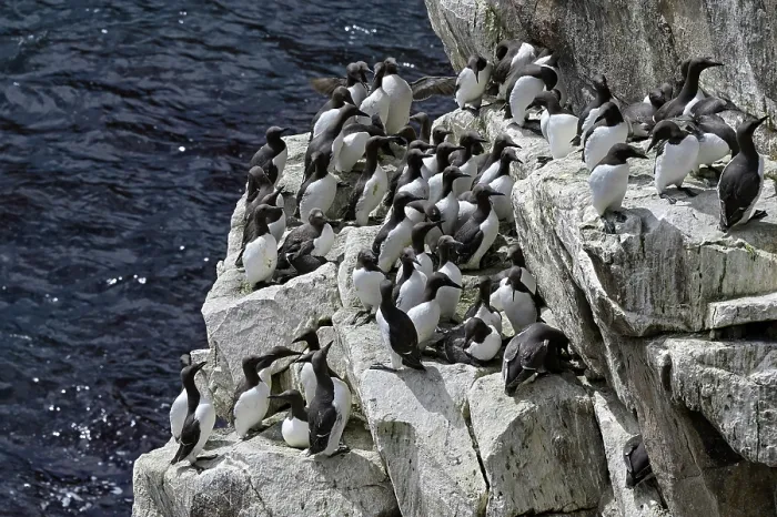 Framed Print : Common guillemots (Uria aalge) colony perched on sea cliff, Great Saltee Island coast, County Wexford, Republic of Ireland. June