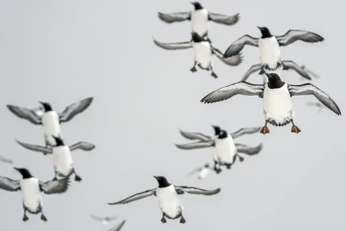 Framed Print : Common guillemots (Uria aalge) flock in flight, Hornoya, Varanger, Finnmark, Norway. March Framed Print : Common guillemots (Uria aalge) flock in flight, Hornoya, Varanger, Finnmark, Norway. March