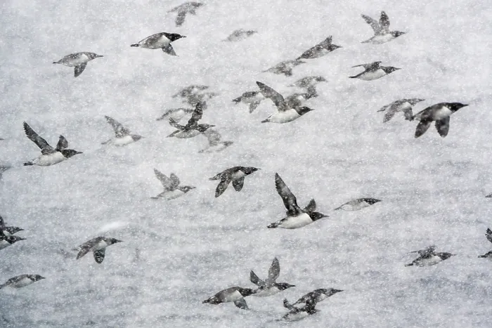Framed Print : Common guillemots (Uria aalge) flock in flight during heavy snowfall, Hornoya, Varanger, Finnmark, Norway. March Framed Print : Common guillemots (Uria aalge) flock in flight during heavy snowfall, Hornoya, Varanger, Finnmark, Norway. March