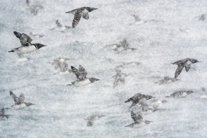Framed Print : Common guillemots (Uria aalge) flock in flight during heavy snowfall, Hornoya, Varanger, Finnmark, Norway. March Framed Print : Common guillemots (Uria aalge) flock in flight during heavy snowfall, Hornoya, Varanger, Finnmark, Norway. March