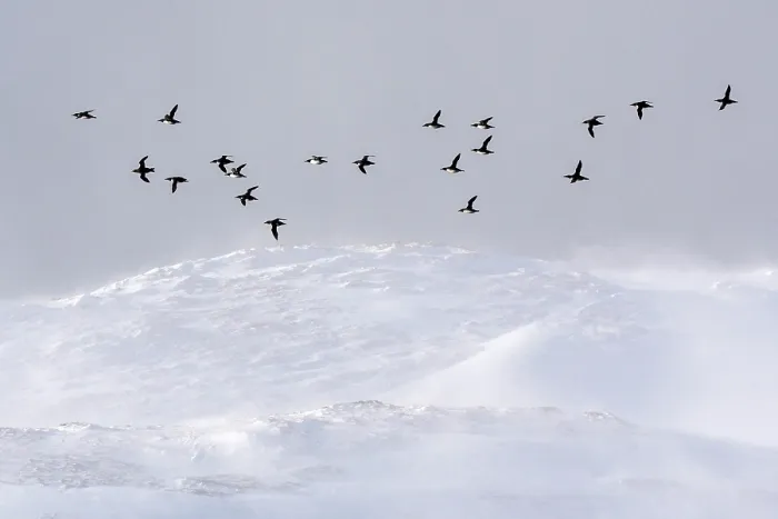 Framed Print : Common guillemots (Uria aalge) flock flying with snow-covered mountains in background, Hornoya, Varanger, Finnmark, Norway. March