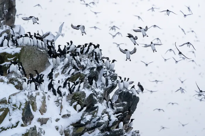 Framed Print : Common guillemots (Uria aalge) flock mass landing on land for the first time after months on the sea during winter Framed Print : Common guillemots (Uria aalge) flock mass landing on land for the first time after months on the sea during winter