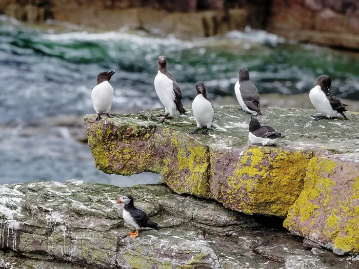 Framed Print : Common guillemots (Uria aalge) and Razorbills (Alca torda) perched on rock shelf with Puffin (Fratercula arctica) below, Handa Island Nature Reserve, Sutherland, Scotland, UK