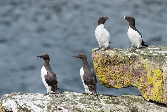 Framed Print : Two Common guillemots (Uria aalge) and two Razorbills (Alca torda) perched on coastal rocks. Handa Island Nature Reserve, Sutherland, Scotland, UK. July Framed Print : Two Common guillemots (Uria aalge) and two Razorbills (Alca torda) perched on coastal rocks. Handa Island Nature Reserve, Sutherland, Scotland, UK. July