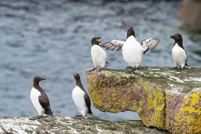 Framed Print : Two Common guillemots (Uria aalge) and three Razorbills (Alca torda) perched on coastal rocks, Handa Island Nature Reserve, Sutherland, Scotland, UK. July Framed Print : Two Common guillemots (Uria aalge) and three Razorbills (Alca torda) perched on coastal rocks, Handa Island Nature Reserve, Sutherland, Scotland, UK. July