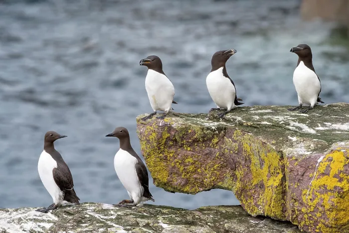 Framed Print : Two Common guillemots (Uria aalge) and three Razorbills (Alca torda) perched on coastal rocks, Handa Island Nature Reserve, Sutherland, Scotland, UK. July Framed Print : Two Common guillemots (Uria aalge) and three Razorbills (Alca torda) perched on coastal rocks, Handa Island Nature Reserve, Sutherland, Scotland, UK. July